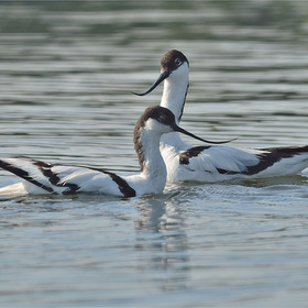   (Recurvirostra avosetta)