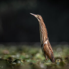 . Ixobrychus minutus.  !