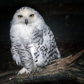 ����� ����