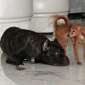  ()
