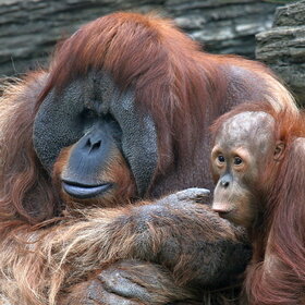 �����������.