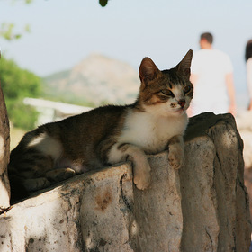 Кошки Турции