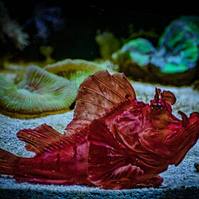   . -  Rhinopias eschmeyeri