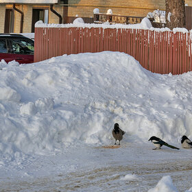 ����. ���� ��������. ������� ������� - ����� 30 � ���� � ���