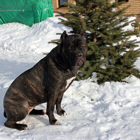 ���� ��������. ��������� �������.