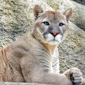 ����. ����� ��������. ����������