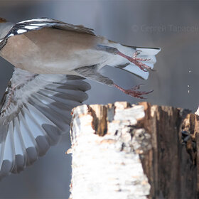 �������