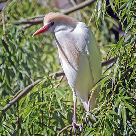 ���������� �����