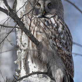 ����. ���� ��������. ��������� �������