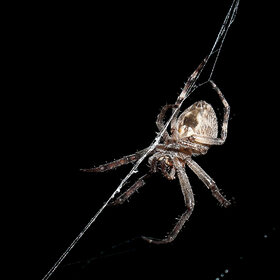 ����� ���� ��������. �������