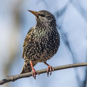 ����. ���� ��������. �������