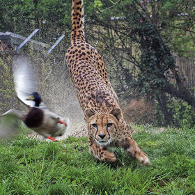 ����. ����� ��������. �����������