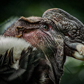 ����. �����. *