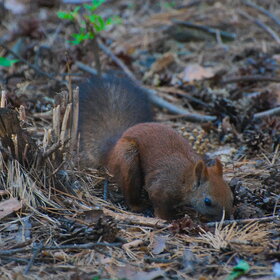 ����. ���� ��������. ���� ��������