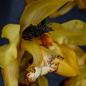 ����� ���� ��������. �������