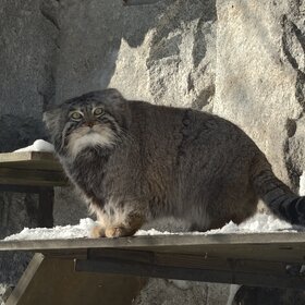 ����� ���� ��������. ����� ������