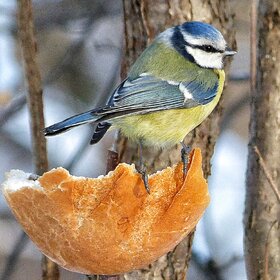 ������� �����