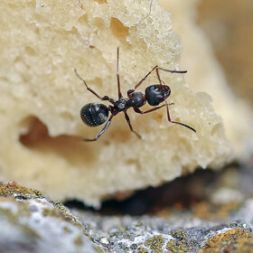 ����. ���������. *****