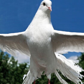 ��� - ������ ���� !!!