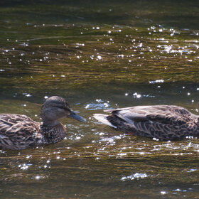 ����� ���� ��������. �����