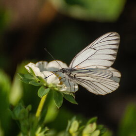 ����� ���� ��������. �������