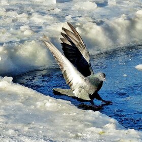 ����. ���� ��������. � ���������� ������