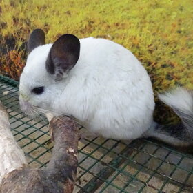 ����� ���� ��������. ��������