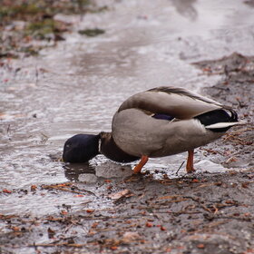 ����� ���� ��������. �����