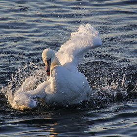 ����� ���� ��������. ������