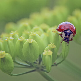 ����. ����� ���. ****