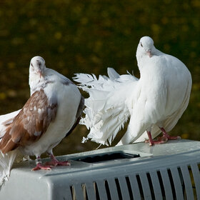 ����� ���� ��������. �����