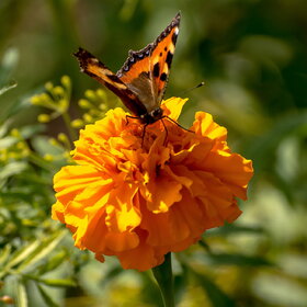 ����. �������. �������