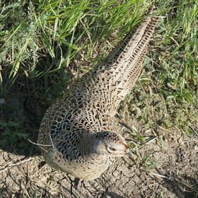 Самка фазана прогоняет фотографа от гнезда