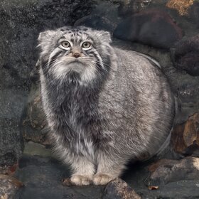 ����. �������. ����� ������� �� ����������� ��������