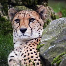 ����. ����� ��������. ������ ���������