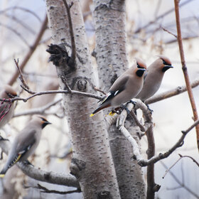 ����. ���� ��������. �����