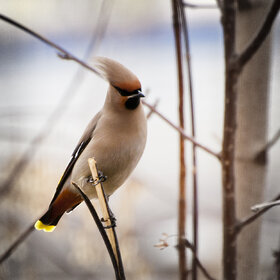 ���� ��������. �����