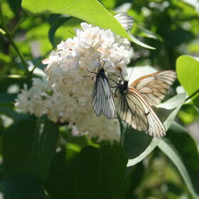 ����� ���� ��������. �������