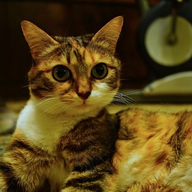 Кошка Бася