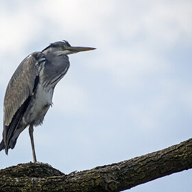 ����. ���� ��������. *******