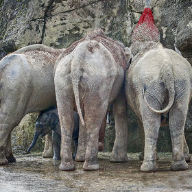 ����. �����. *****