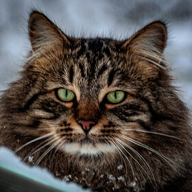 ����. ��������. ������