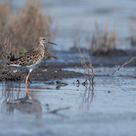 ����. Calidris pugnax. ��������