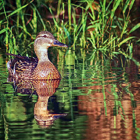 ����� ���� ��������. ����� �����