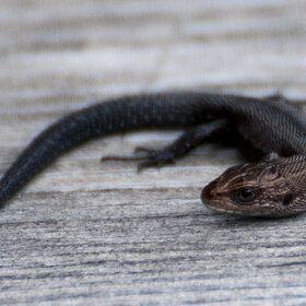 ����. �������. �������