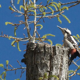 ���� ��������. ���� ������ ����