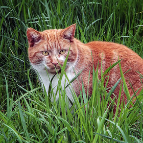 ����. ���� ��������. ****