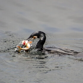 � ��� ��� ������ ����� �����