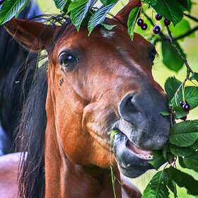 ����. ���������. �������� �������