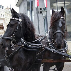 ����. �������. ��� ������ ������ �������...